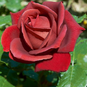 Vrtnica čajevka - Roza - Terracotta® - 